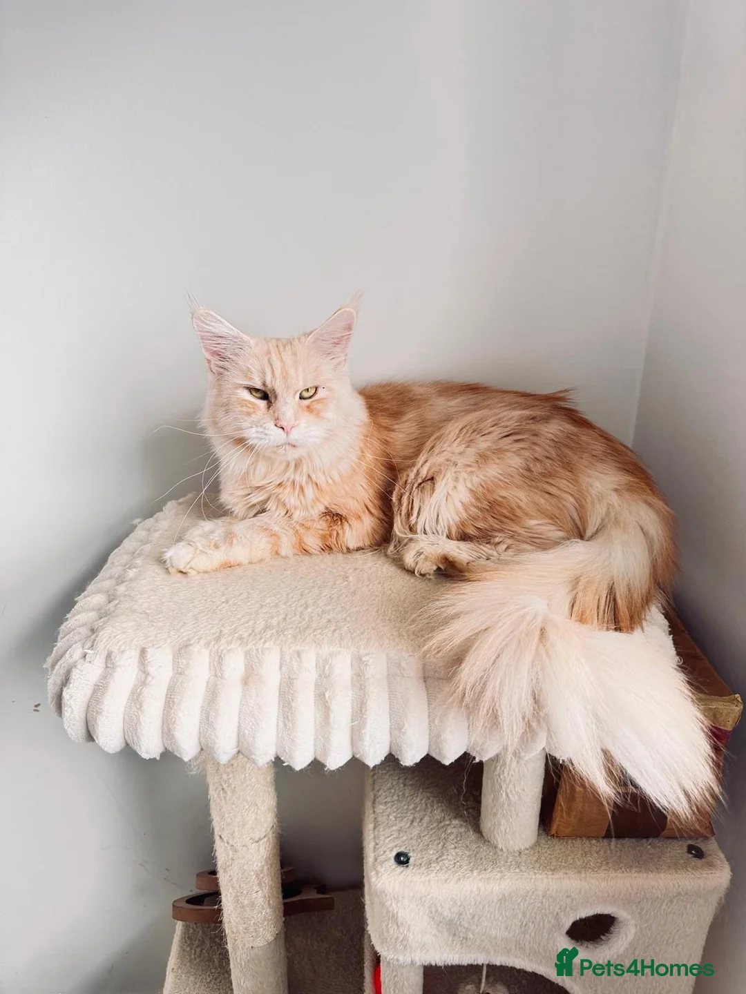 Maine Coon cats for sale: Beautiful Maine Coon girl TICA REG - Advert 2