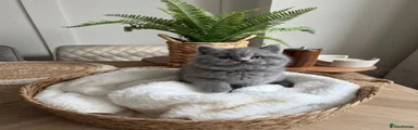 British Shorthair 1