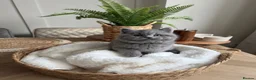 British Shorthair cats for sale: Chunky British Short Hair Kittens  - Advert 4