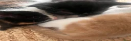 Himalayan cats for sale: Himalayan cross - Advert 9