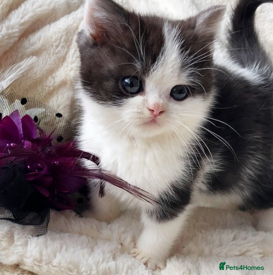 British Shorthair cats for sale: Gorgeous British Shorthairs TICA Registered - Advert 2