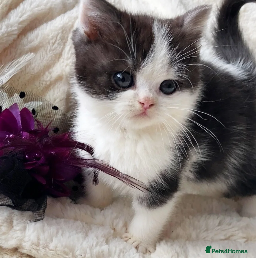 British Shorthair cats for sale: Gorgeous British Shorthairs TICA Registered - Advert 2