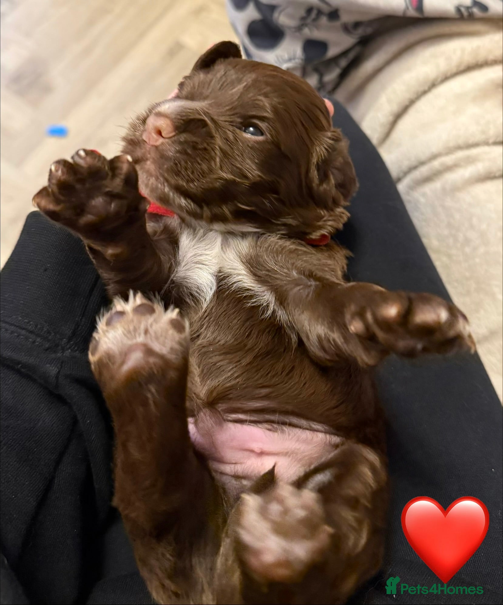 Cocker Spaniel dogs Stunning cocker spaniel pups - Advert 6