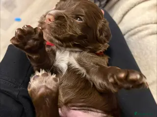 Cocker Spaniel dogs Stunning cocker spaniel pups - Advert 6