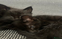 Domestic Shorthair cats for sale: Beautiful confident kittens - Image 3