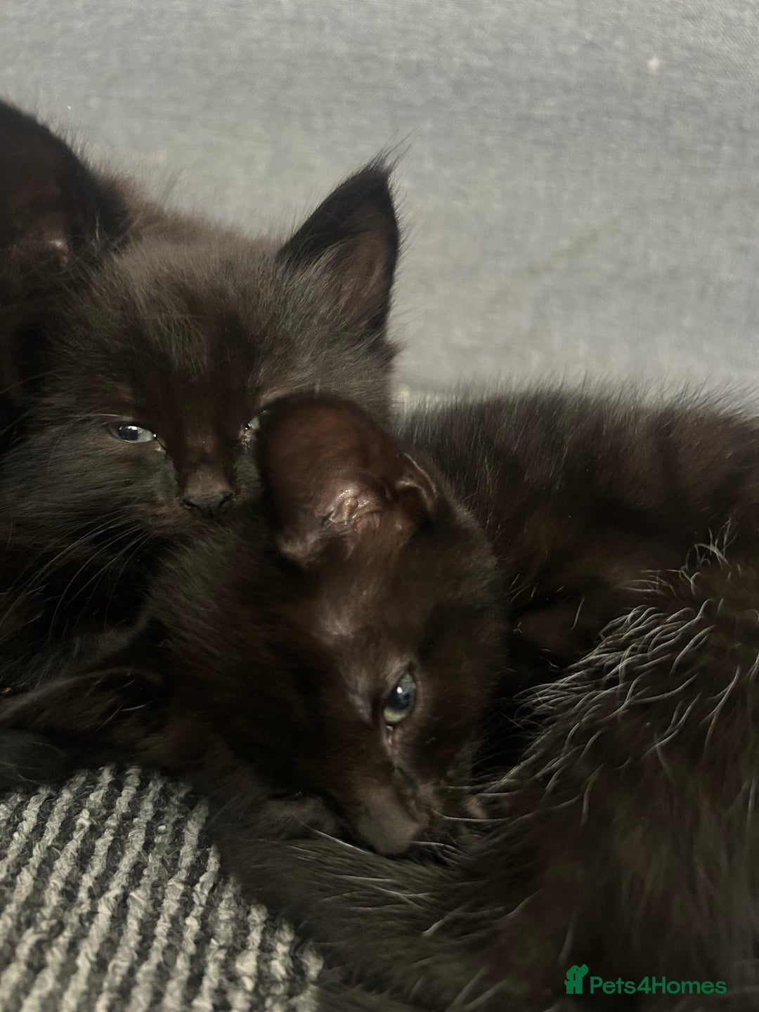 Domestic Shorthair cats for sale: Beautiful confident kittens - Image 3