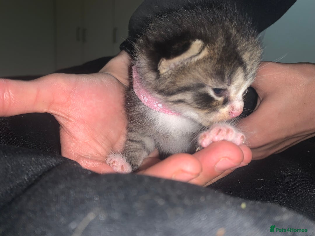 Mixed Breed cats for sale: beautiful kittens  - Image 21