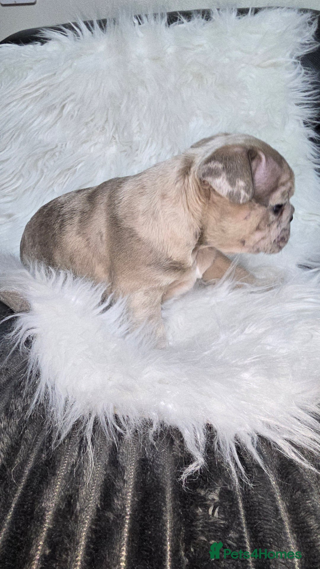 French Bulldog dogs for sale: Stunning french bulldog puppies - Advert 23