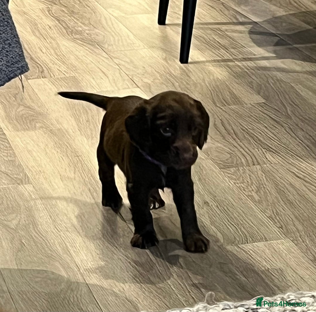 Cocker Spaniel dogs for sale: Perfect working cocker spaniel puppies  - Image 5