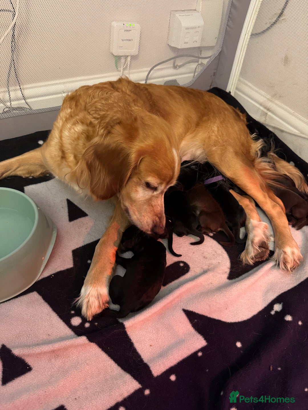 Mixed Breed dogs for sale: Mixed bread cavapoo-staff/sharpie - Advert 12