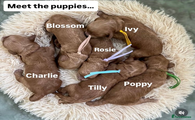 Cockapoo dogs - Advert 14