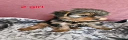 Yorkshire Terrier dogs for sale: 1  girls Yorkshire terrier puppie sale. - Advert 3