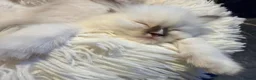 Ragdoll cats for sale: GCCF Ragdoll Kittens Championlines  - Advert 19