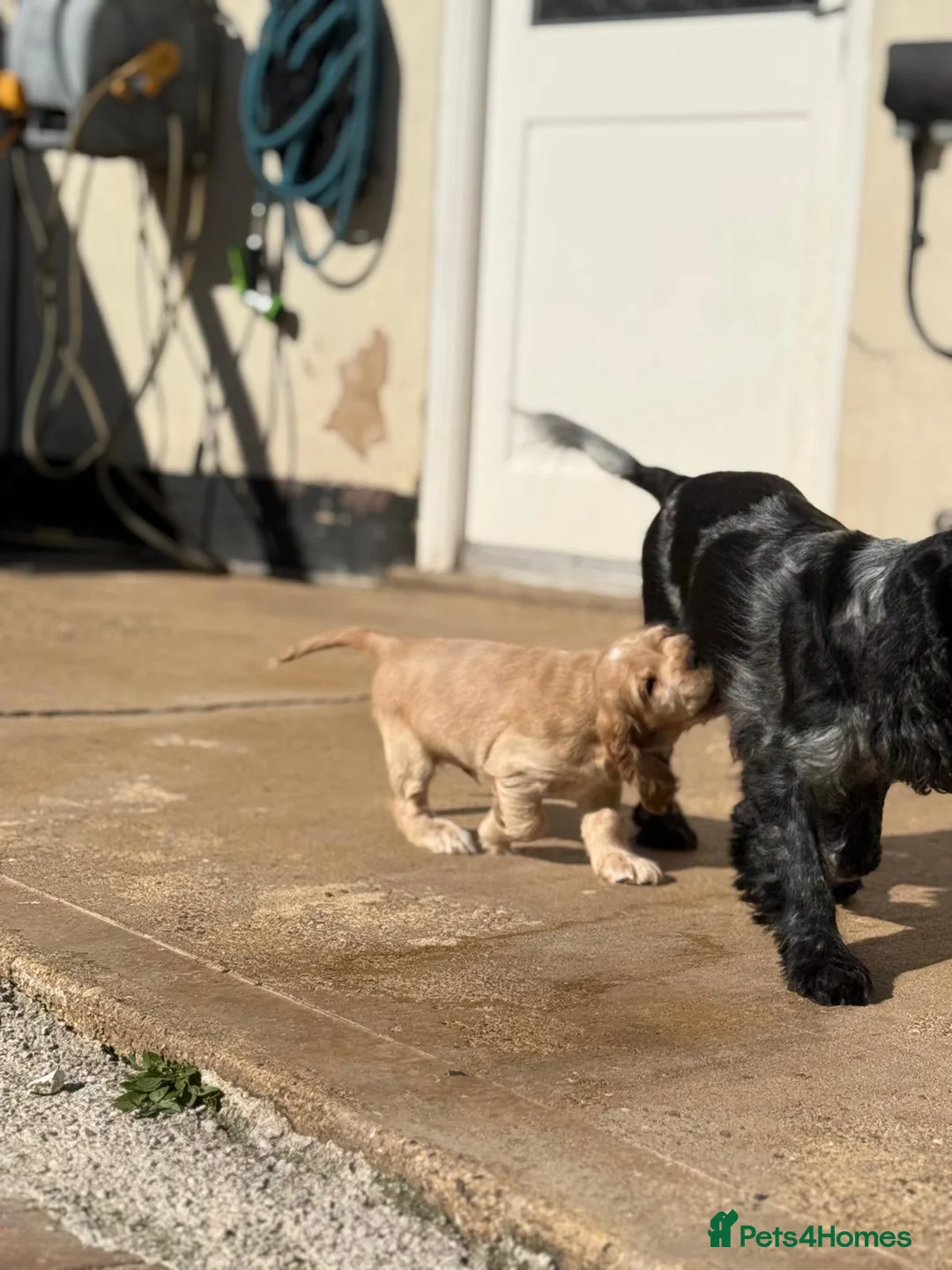 Cocker Spaniel dogs for sale: Open for reserve English Cocker Spaniel puppies - Advert 2