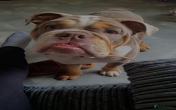 English Bulldog dogs for sale: Diesel  - Image 1