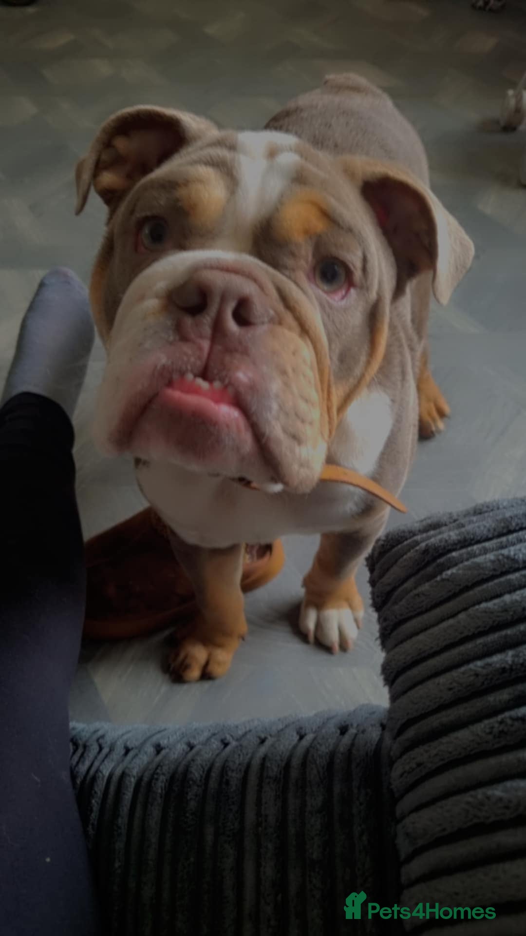 English Bulldog dogs for sale: Diesel  - Image 1