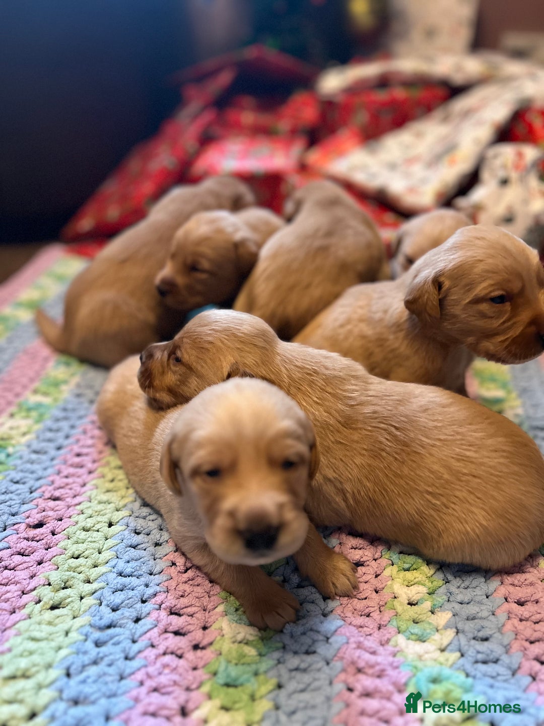 Labrador Retriever dogs for sale: Fox Red Labrador Puppies - Advert 17