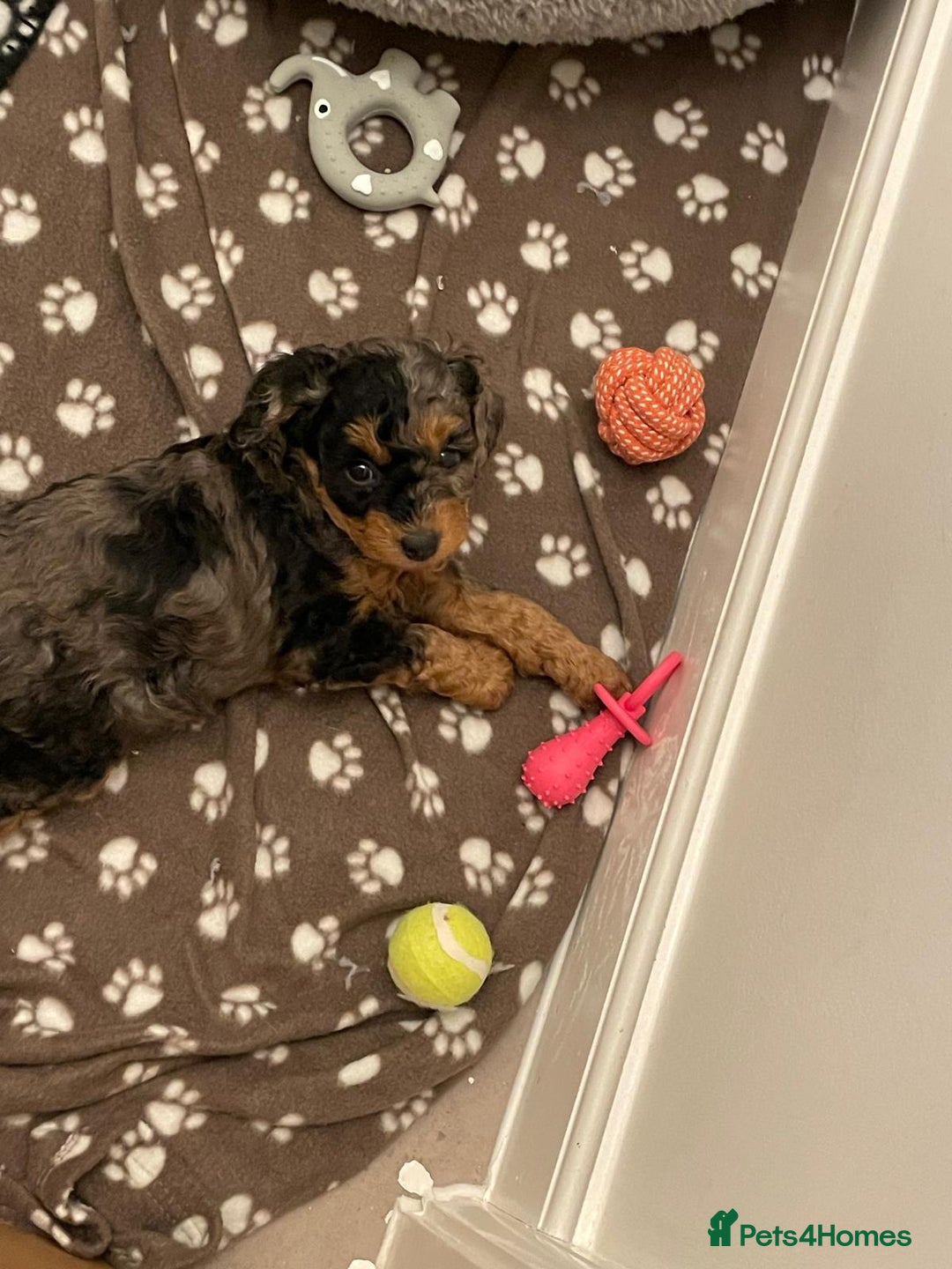 Cavapoochon dogs for sale: 6 cavapooschon puppies ready to go 18th January  - Advert 15