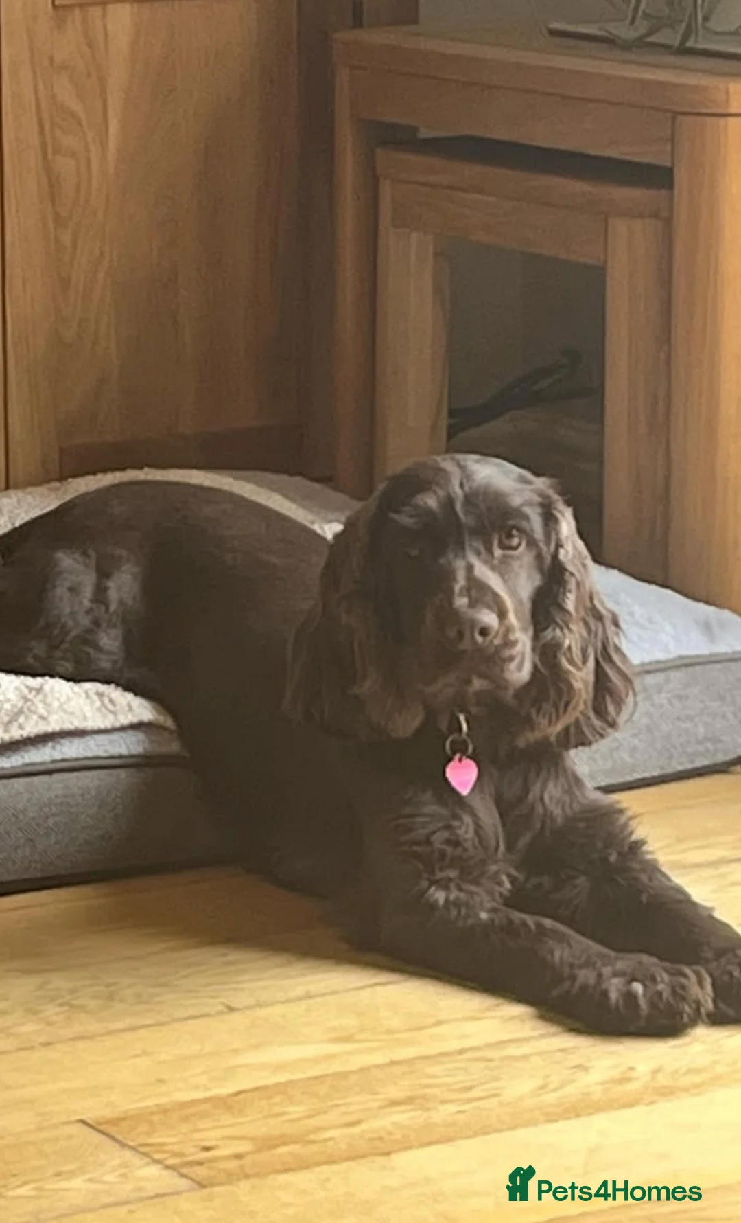 Cockapoo dogs for sale: F1 Show Type Cockapoo Puppies - Advert 4