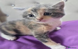 Mixed Breed cats for sale: Lovely kittens  - Image 2
