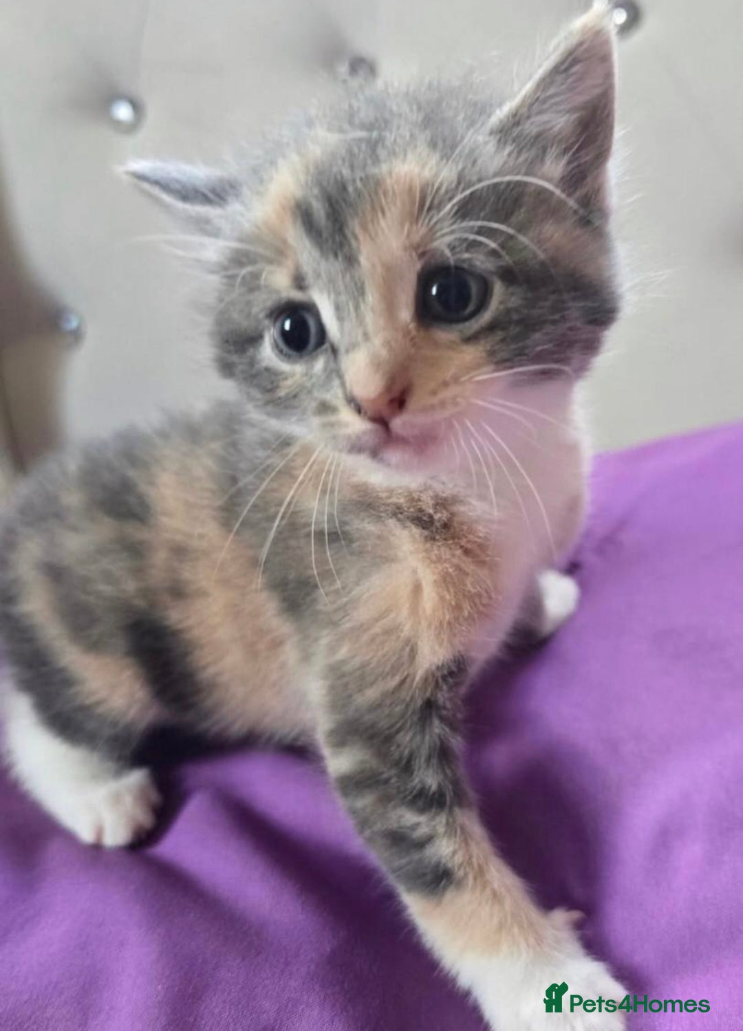 Mixed Breed cats for sale: Lovely kittens  - Image 2