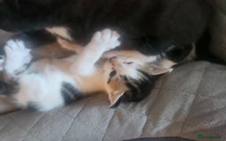 Mixed Breed cats for sale: Beautiful baby's looking for their forever homes  - Image 8