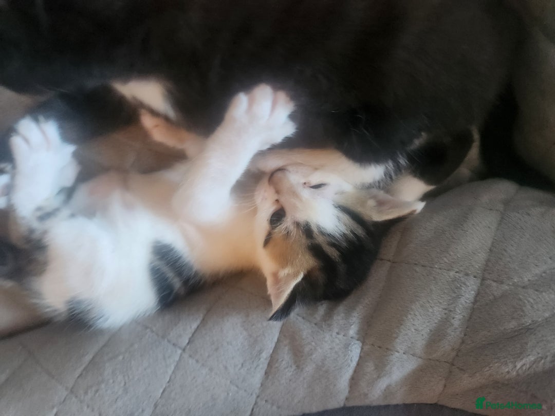 Mixed Breed cats for sale: Beautiful baby's looking for their forever homes  - Image 8