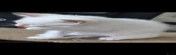 Snowshoe cats for sale: Rare TICA registered Snowshoe kittens - Advert 20