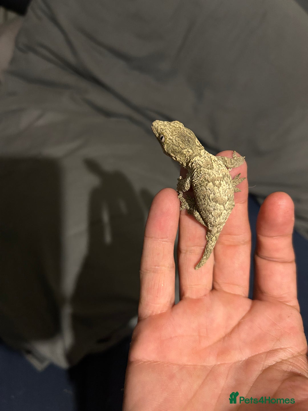 Gecko reptiles for sale: Leachi gecko  - Image 7