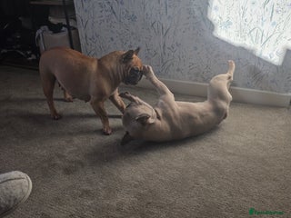 French Bulldog dogs Beautiful litter of 5 puppies - Advert 6