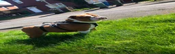 English Bulldog dogs for sale: Beautiful litter of English/British Bulldogs - Advert 3