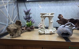Angelfish fish for sale: Juwel Rio 180l - Image 18