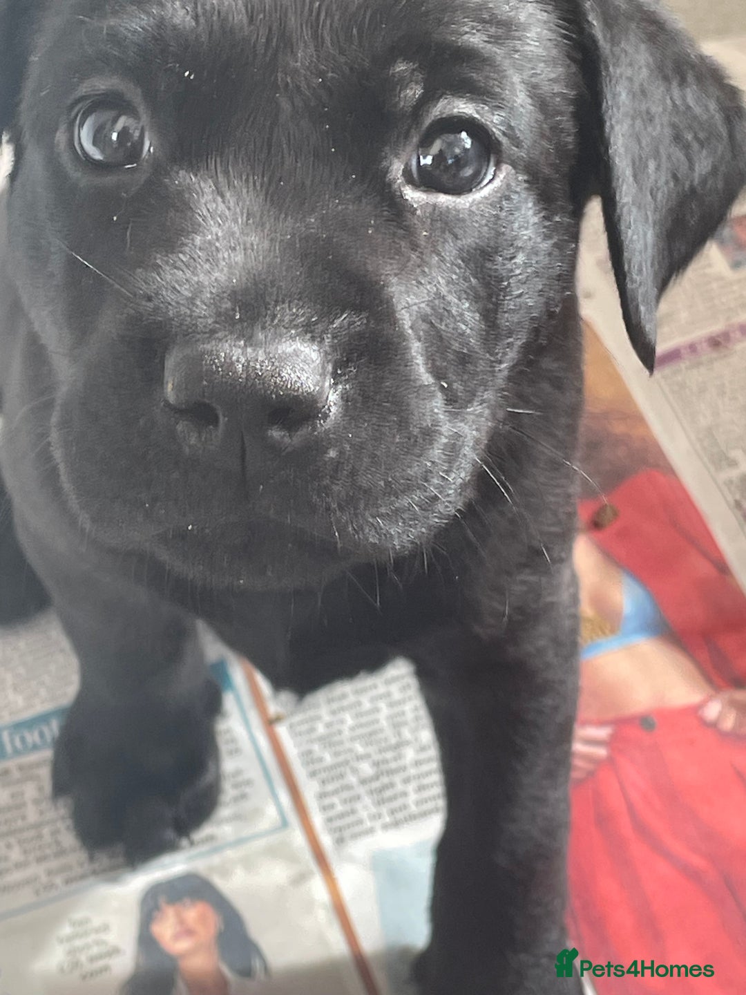Labrador Retriever dogs for sale: 🐾 Beautiful Labrador Puppies🐾 - Image 2