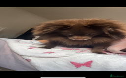 Pomeranian dogs for sale: Chocolate Pomeranian  - Image 6