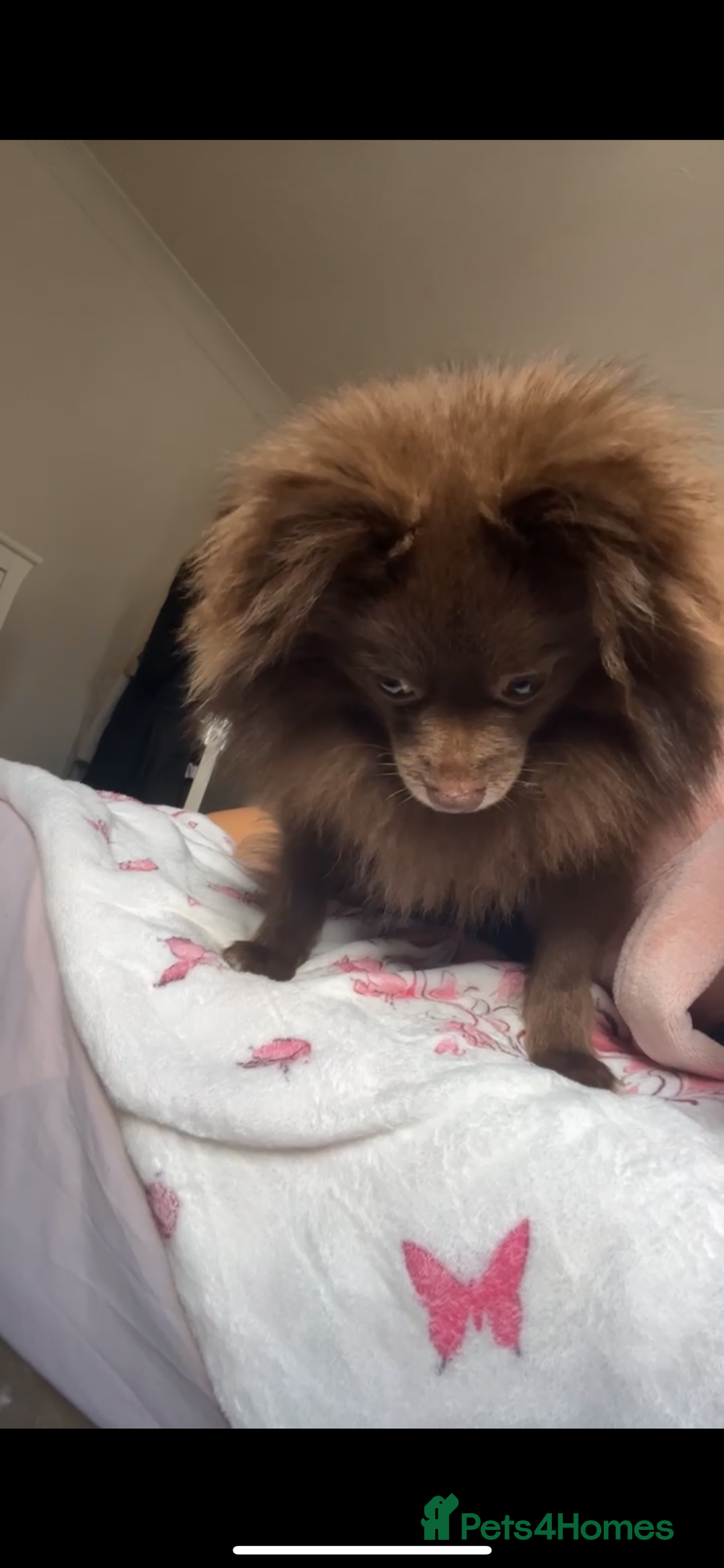 Pomeranian dogs for sale: Chocolate Pomeranian  - Image 6