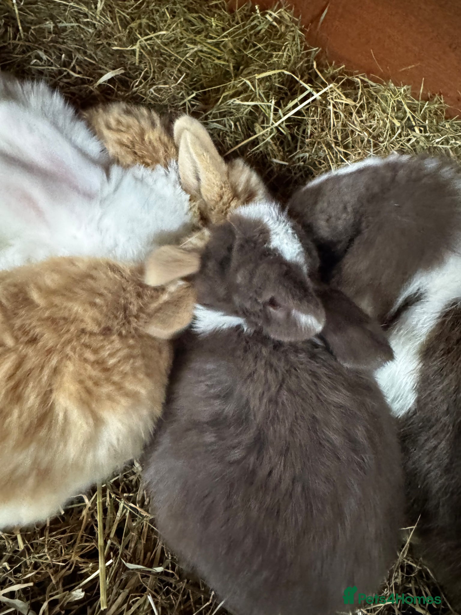 Mixed Breed rabbits Beautiful litter of 4 Holland cross mini lop.  - Advert 1