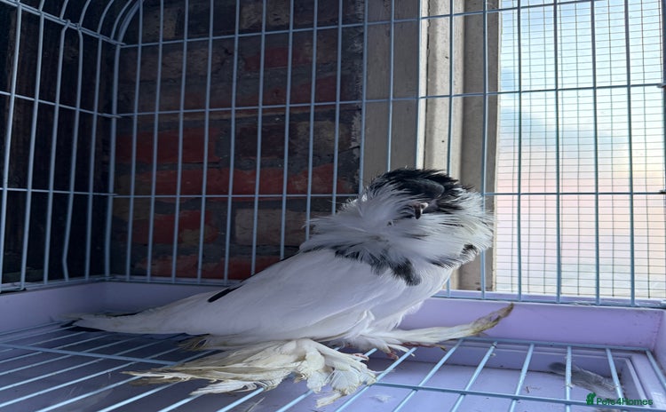 Pigeons birds - Advert 4