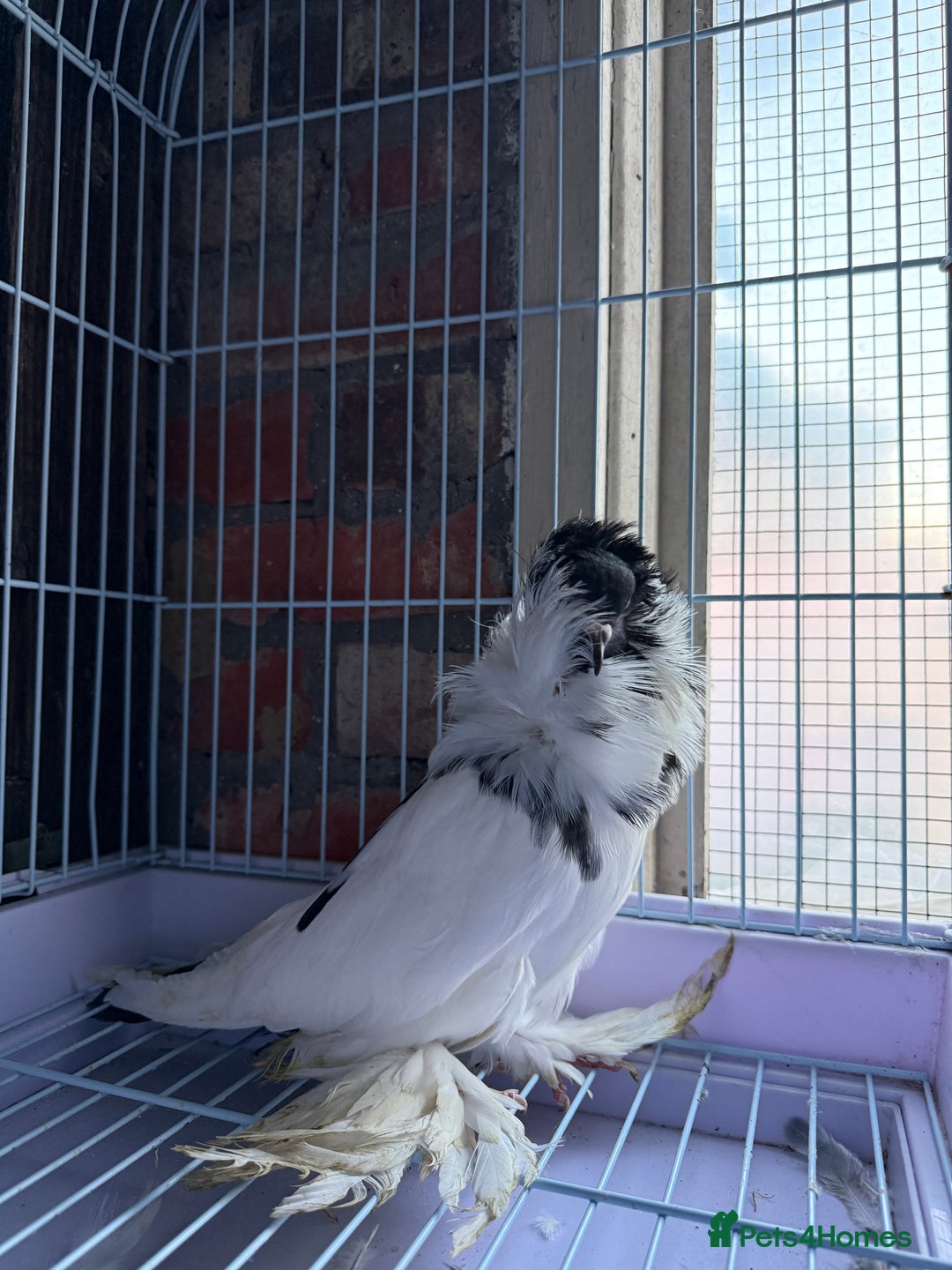 Pigeons birds for sale: Pigeons for sale - Image 1