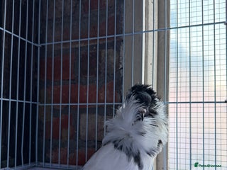 Pigeons birds - Advert 6