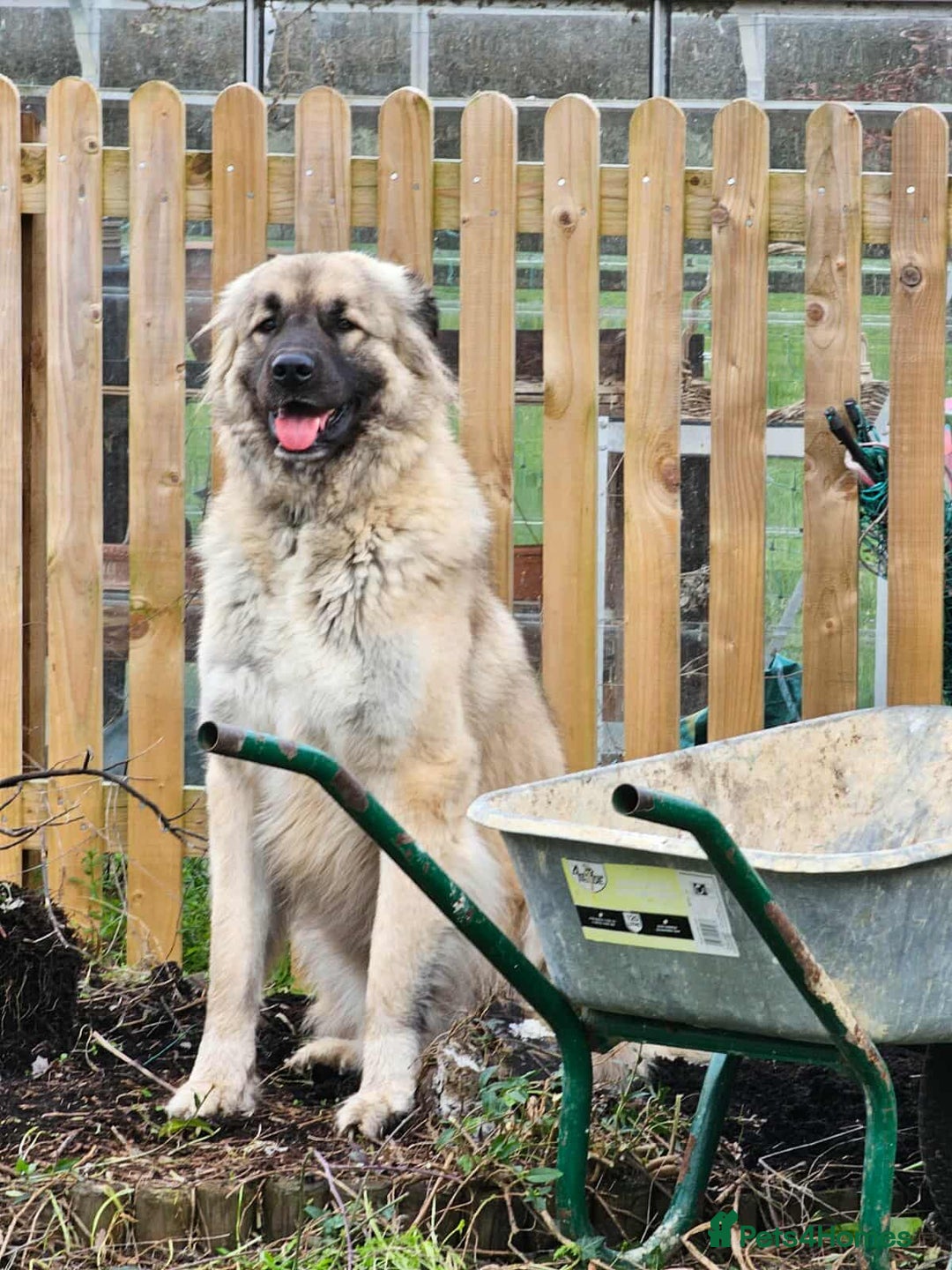 Mixed Breed dogs for adoption: TEDDY - Romanian Carpathian Shepherd Dog - Image 1
