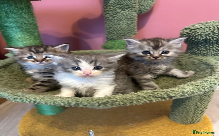 Mixed Breed cats - Advert 1