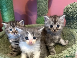 Mixed Breed cats - Advert 26