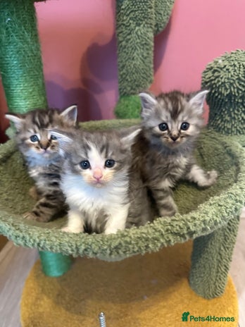 Mixed Breed cats - Advert 1