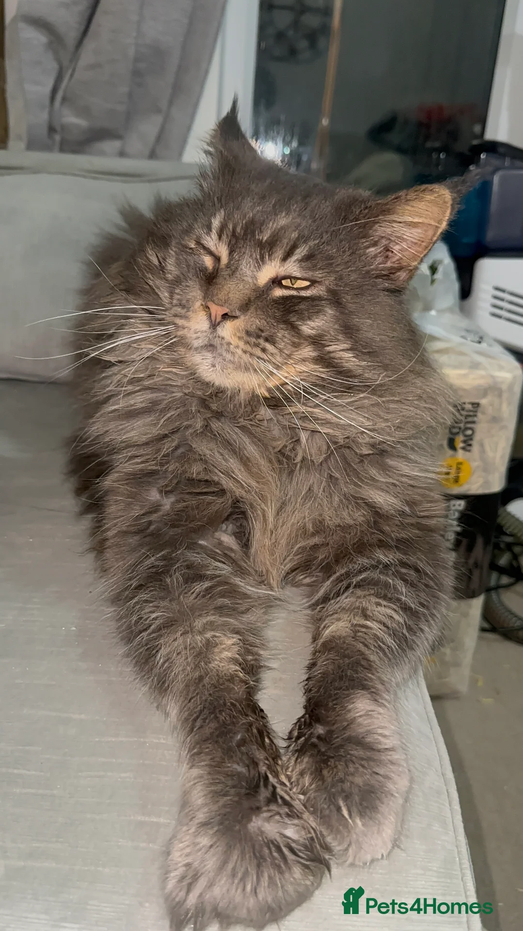 Maine Coon cats for sale: TICA MAINE COON KITTENS - Advert 16