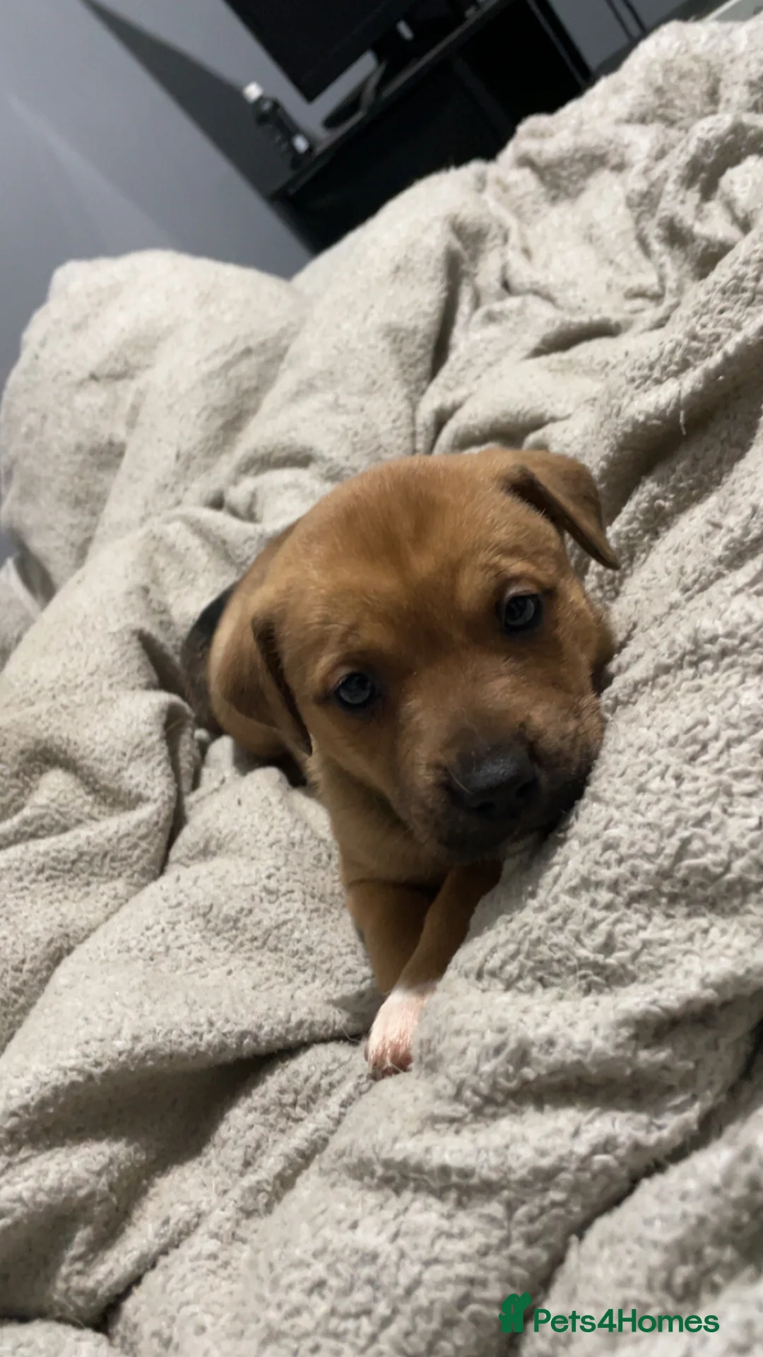 Mixed Breed dogs for sale: Rottweiler x husky puppies  - Advert 12