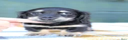 Miniature Dachshund dogs for sale: Creams kc registred  - Advert 14