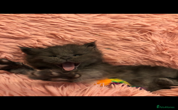 Maine Coon cats - Advert 15