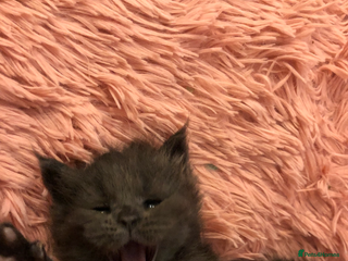 Maine Coon cats 💖1 Left💖 Blue/Black Smoked or Solid Maine Coons - Advert 11