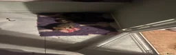 Border Terrier dogs for sale: Border Terrier Puppies - Advert 4