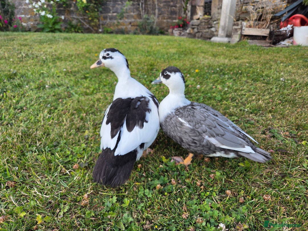 Ducks poultry for sale: Call duck trio - Image 2